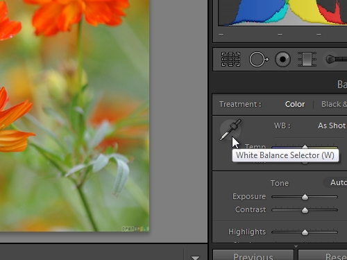 Choose the White Balance Selector tool